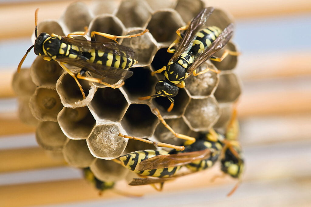 Afbeelding van wespen in detail op klein nest