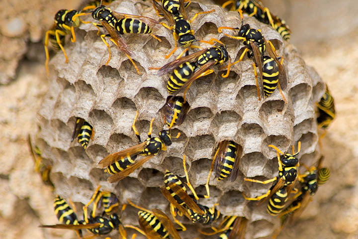 Afbeelding van wespen op klein nest